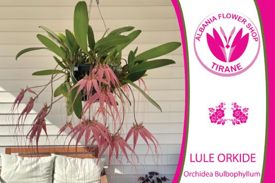 Lule Orchidea Bulbophyllum nga Albania Flower Shop Tiranë